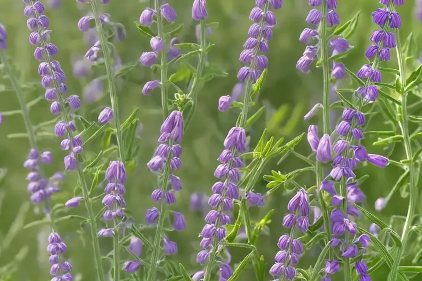 Narrow-leaved vetch (vicia sativa) — photo 3