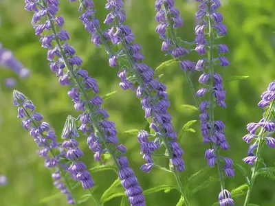 Narrow-Leaved Vetch (Vicia Sativa)