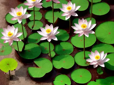 Narrowleaf Trefoil (Lotus Angustissimus)