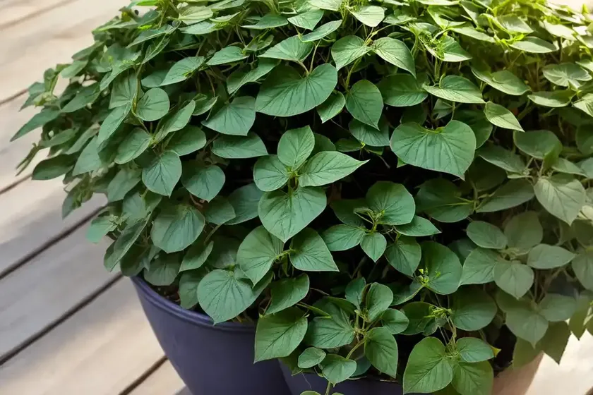 Natal-ivy (senecio macroglossus) — photo 2