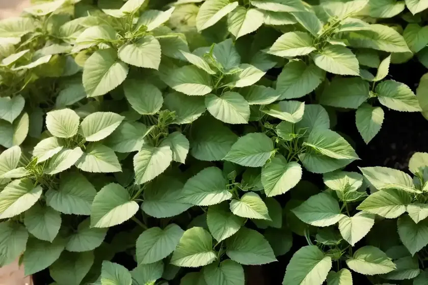 Natal-ivy (senecio macroglossus) — photo 3