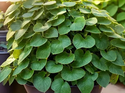 Natal-ivy (Senecio Macroglossus)