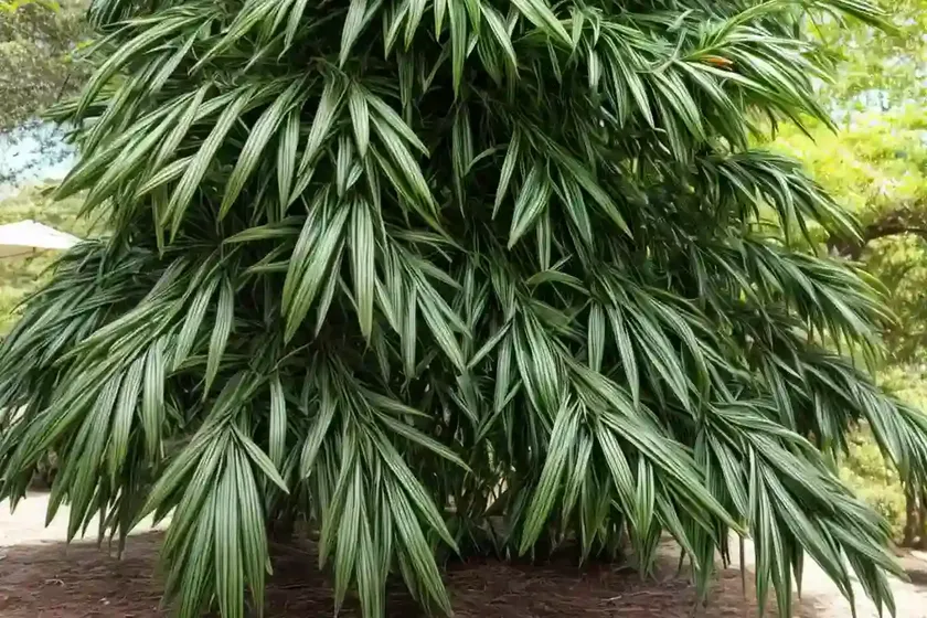 Native cedar kohekohe (dysoxylum spectabile) — photo 3