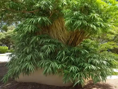 Native Cedar Kohekohe (Dysoxylum Spectabile)