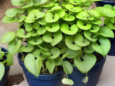 Navelwort (Omphalodes Cappadocica)