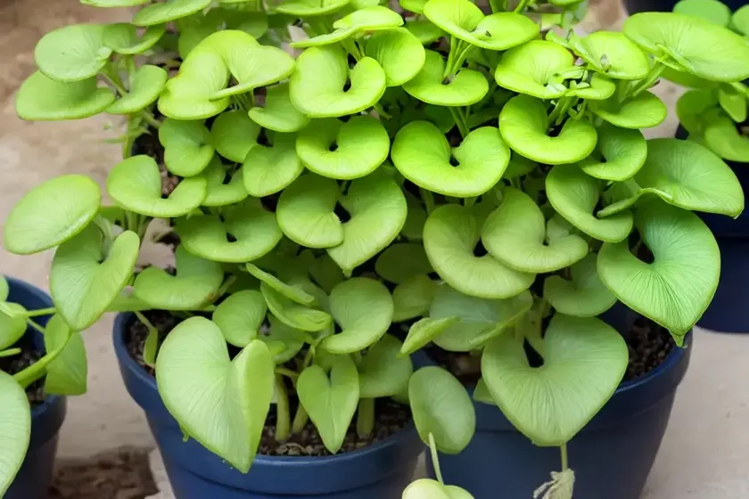 Navelwort (omphalodes cappadocica)
