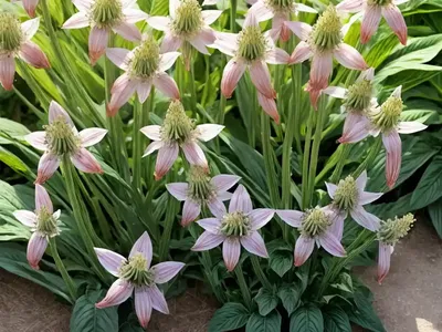 Nectaroscordum Siculum (Sicilian Honey Garlic)
