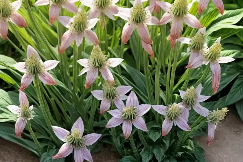 Nectaroscordum siculum (sicilian honey garlic)