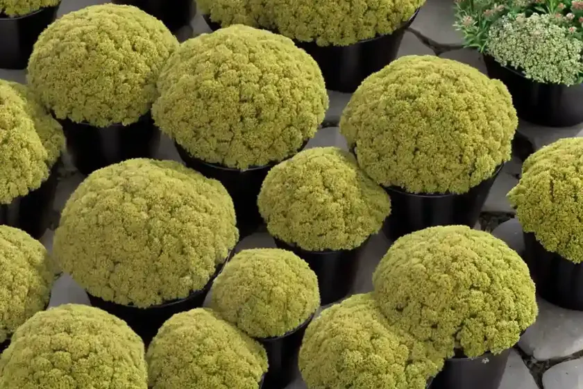 Needle stonecrop (sedum lineare) — photo 2