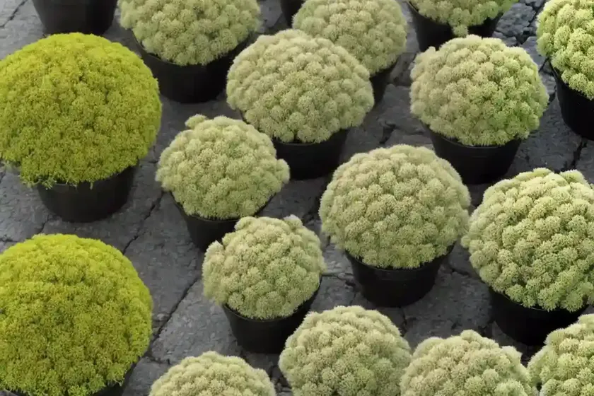 Needle stonecrop (sedum lineare) — photo 3
