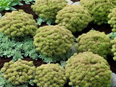 Needle Stonecrop (Sedum Lineare)