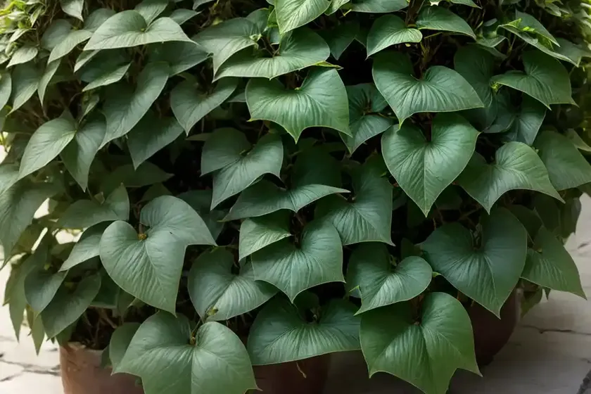 Nepal ivy (hedera nepalensis) — photo 2