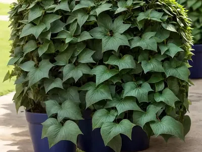 Nepal Ivy (Hedera Nepalensis)
