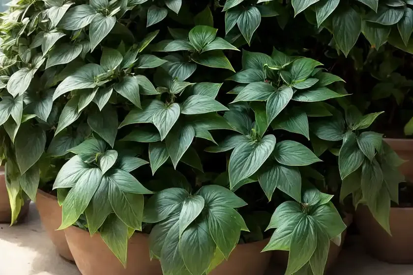 Nepal ivy (hedera nepalensis var. sinensis) — photo 3