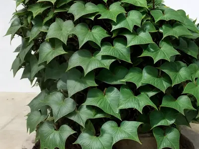 Nepal Ivy (Hedera Nepalensis Var. Sinensis)