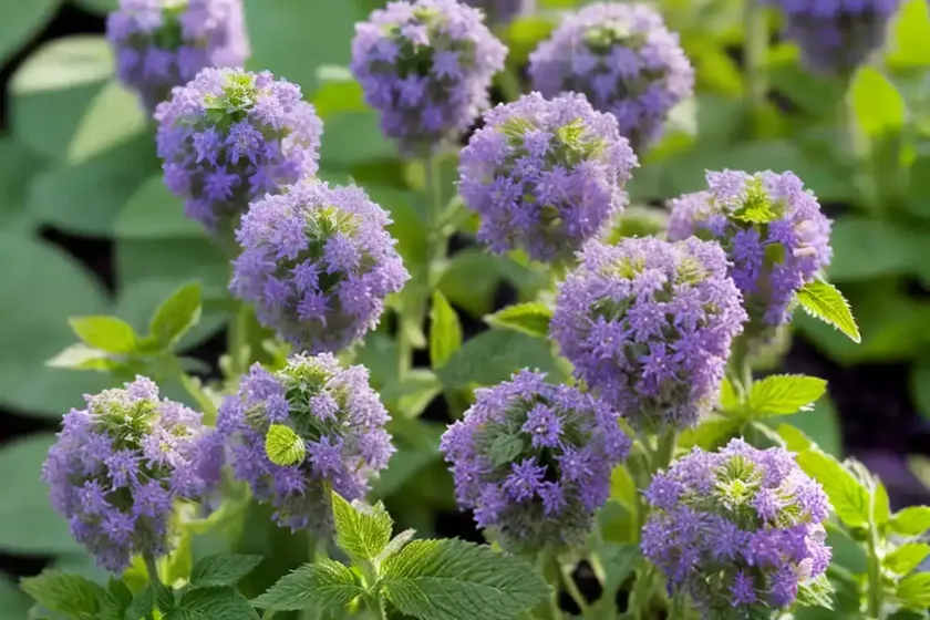 Nepeta cataria (catnip) — photo 2