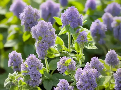 Nepeta Cataria (Catnip)