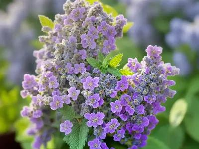Nepeta ‘Cat’s Pajamas’ (Catmint)