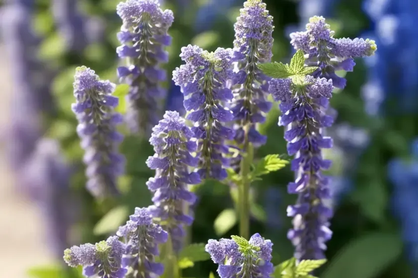 Nepeta faassenii ‘purrsian blue’ (catmint) — photo 2