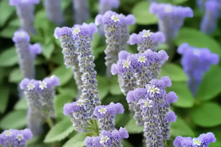 Nepeta faassenii ‘purrsian blue’ (catmint) — photo 3