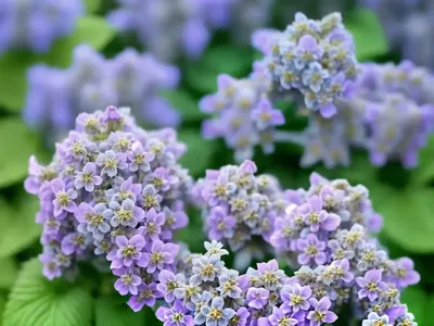 Nepeta Faassenii ‘Purrsian Blue’ (Catmint)