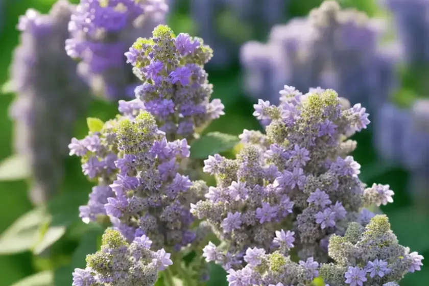 Nepeta govaniana (catmint) — photo 2