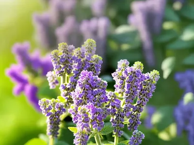 Nepeta Govaniana (Catmint)
