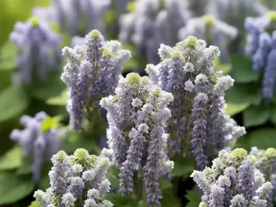 Nepeta Grandiflora ‘Bramdean’ (Catmint)