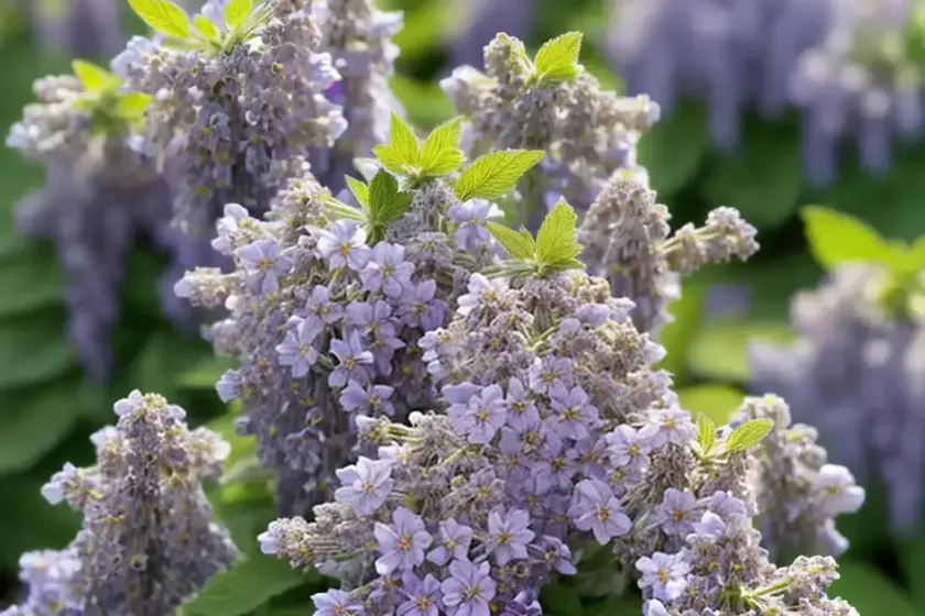 Nepeta grandiflora ‘dawn to dusk’ (catmint) — photo 2