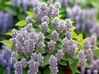 Nepeta Grandiflora ‘Dawn To Dusk’ (Catmint)