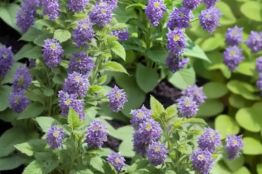 Nepeta (Nepeta X Faassenii ‘Cat’s Meow’) — photo 2