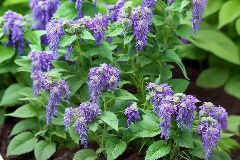 Nepeta (Nepeta X Faassenii ‘Cat’s Meow’) — photo 3