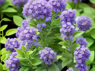 Nepeta (Nepeta X Faassenii ‘Cat’s Meow’)