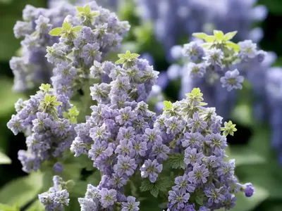 Nepeta Nervosa ‘Blue Moon’ (Catmint)