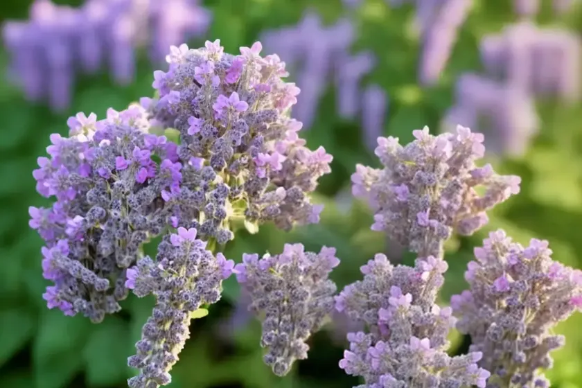 Nepeta nervosa ‘pink cat’ (catmint) — photo 2