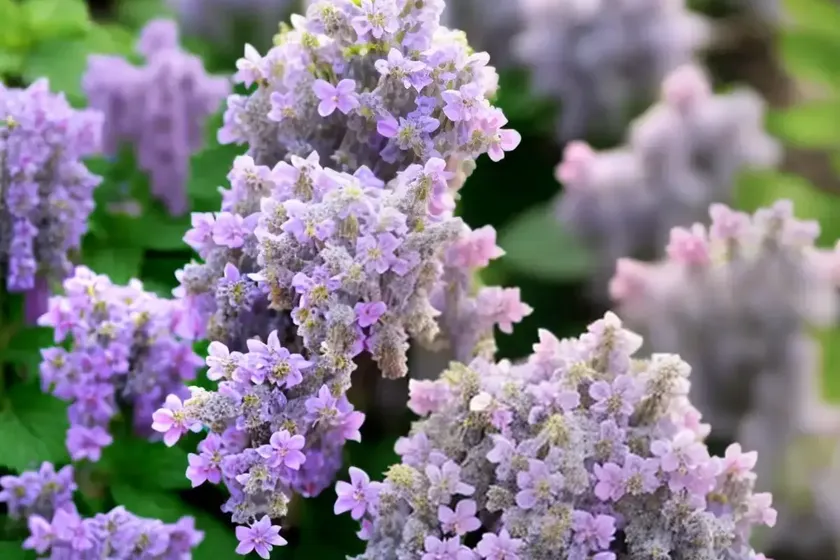 Nepeta nervosa ‘pink cat’ (catmint) — photo 3