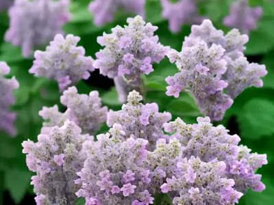 Nepeta Nervosa ‘Pink Cat’ (Catmint)