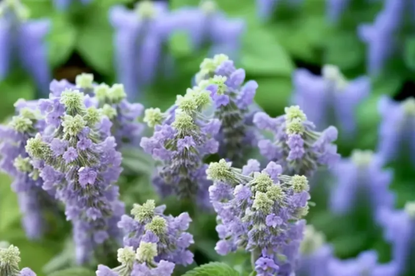 Nepeta racemosa ‘blue wonder’ (catmint) — photo 3