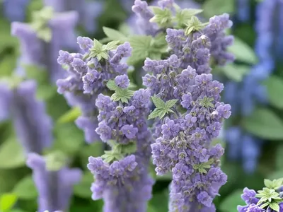 Nepeta Racemosa ‘Blue Wonder’ (Catmint)