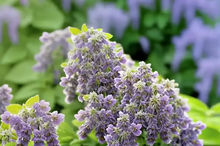 Nepeta racemosa ‘walker’s low’ (catmint) — photo 2