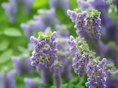 Nepeta Racemosa ‘Walker’s Low’ (Catmint)