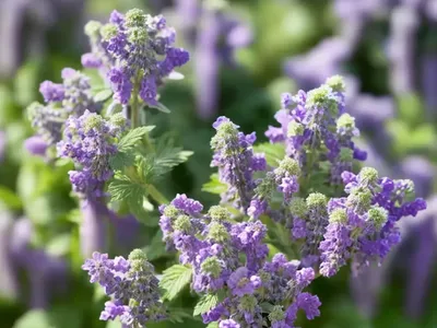 Nepeta Sibirica ‘Souvenir D’Andrx Chaudron’ (Catmint)