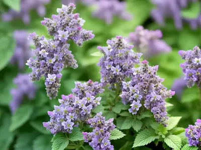 Nepeta X Faassenii ‘Cats Meow’ (Catmint)