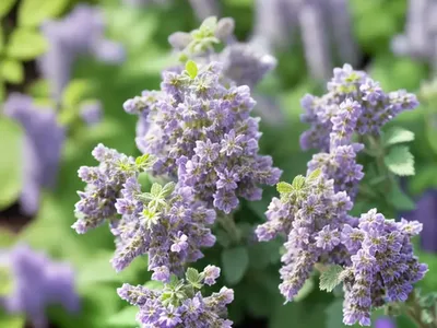 Nepeta X Psfike ‘Little Trudy’ (Catmint)