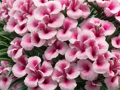Nerium Oleander ‘Hardy Pink’ (Oleander)