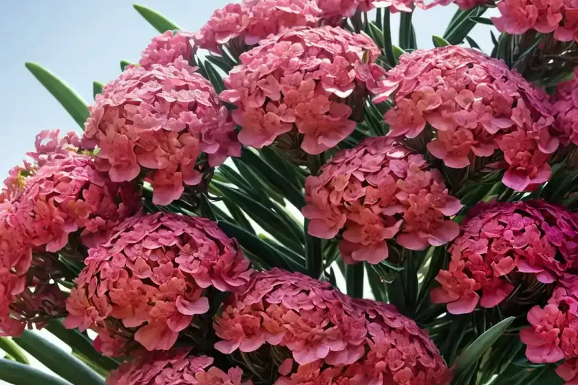 Nerium oleander ‘hardy red’ (oleander) — photo 2
