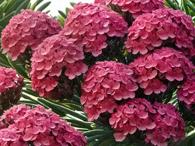 Nerium Oleander ‘Hardy Red’ (Oleander)