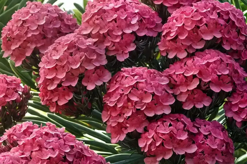 Nerium oleander ‘hardy red’ (oleander)