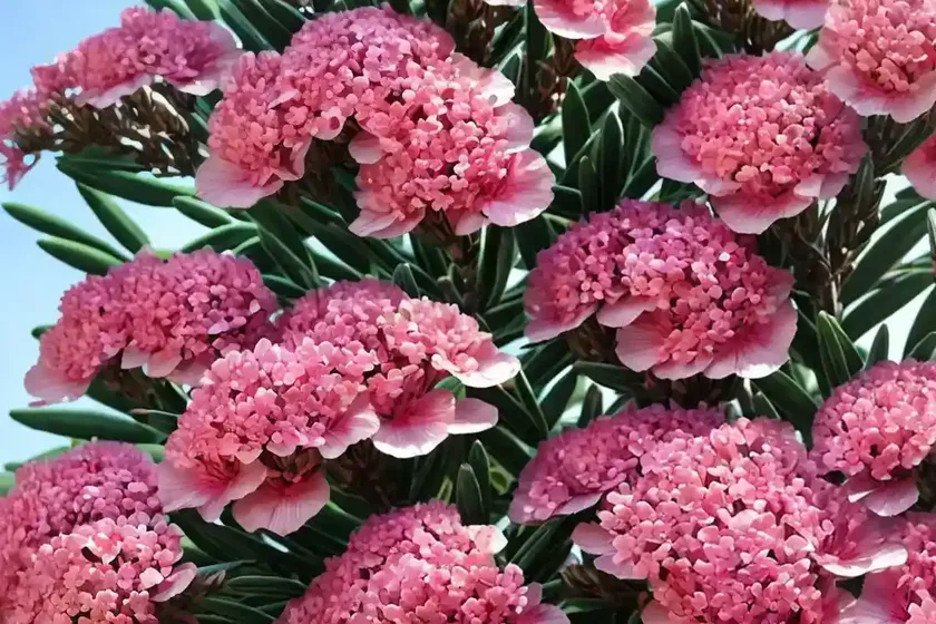 Nerium oleander ‘petite salmon’ (oleander) — photo 2