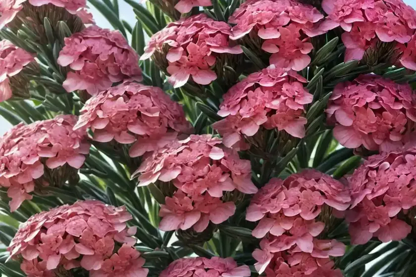 Nerium oleander ‘petite salmon’ (oleander) — photo 3
